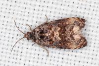Endothenia oblongana