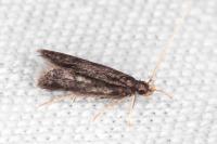 Eurodachtha siculella