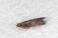 Eurodachtha siculella