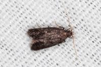 Eurodachtha siculella