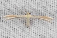 Merrifieldia malacodactyla
