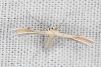 Merrifieldia malacodactyla