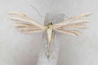 Merrifieldia malacodactyla