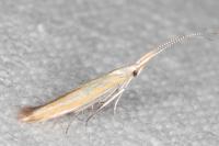 Coleophora oriolella