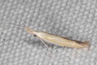 Coleophora oriolella