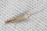 Coleophora oriolella