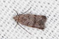Symmoca orphnella