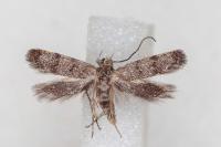Symmoca orphnella