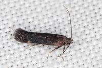 Oxypteryx atrella