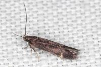 Oxypteryx atrella