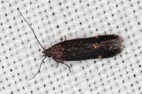Oxypteryx atrella