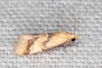 Aethes bilbaensis