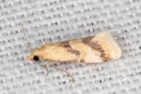 Aethes bilbaensis