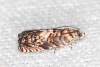 Pammene gallicolana