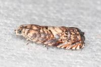 Pammene gallicolana