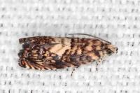 Pammene gallicolana