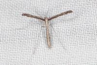 Agdistis heydenii