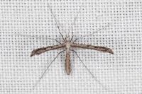 Agdistis heydenii