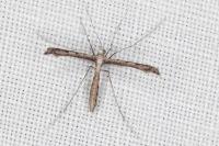 Agdistis heydenii