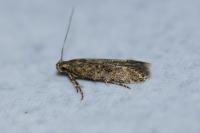 Tuta absoluta