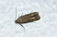 Tuta absoluta