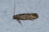 Tuta absoluta