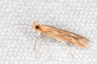 Metzneria aestivella