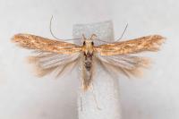 Metzneria aestivella