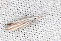 Coleophora pulchripennella