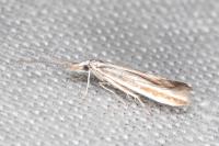 Coleophora pulchripennella