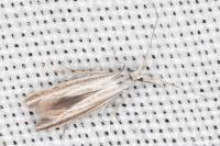 Coleophora pulchripennella