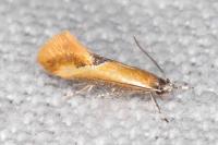 Batia lunaris