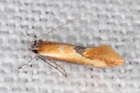 Batia lunaris
