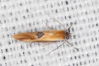 Batia lunaris