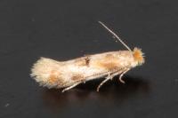 Bucculatrix ulmella