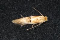 Bucculatrix ulmella