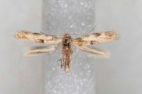 Bucculatrix ulmella