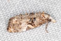 Phtheochroa ecballiella