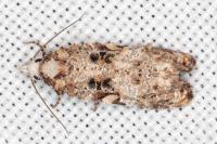 Phtheochroa ecballiella