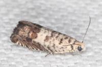 Cydia ilipulana