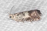 Cydia ilipulana