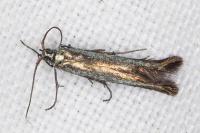 Coleophora alcyonipennella