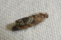 Cydia interscindana