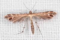 Oxyptilus distans