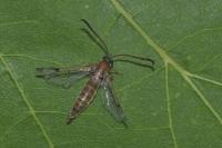 Synanthedon tipuliformis