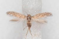 Ephysteris promptella