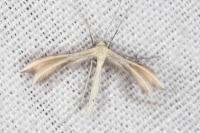 Merrifieldia malacodactyla
