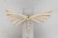 Merrifieldia malacodactyla