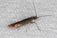 Coleophora alcyonipennella