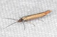 Coleophora alcyonipennella